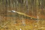 Big Cypress & Everglades : Oct 2007