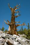 Great Basin : Jul 2008