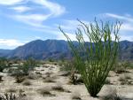 Anza Borrego : Nov 2003