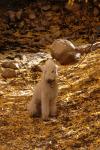 San Gorgonio : Oct 10, 2004
