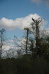 Big Cypress : Jan 2009