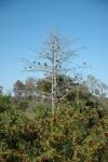 Everglades : Jan 2010