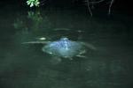 Black Turtle Cove : Jan 2005