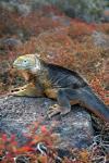 Galapagos Islands : Jan 2005