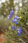 Canyonlands Flora : May 2011
