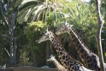 Los Angeles Zoo : Dec 2010