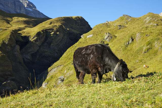DSC_0220.jpg