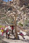 Joshua Tree : Oct 2011