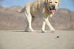 Death Valley : Nov 2011