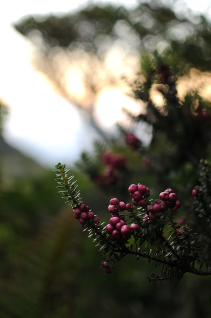 DSC_0028.jpg