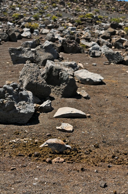 DSC_9900.jpg
