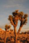 Joshua Tree : Feb 2013