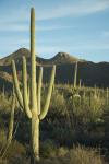 Saguaro : Jan 2014