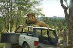 Safari Park : Jan 2014