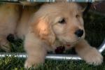Doggy Play Date : Jun 2005