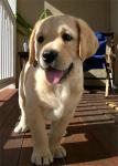 Puppyhood